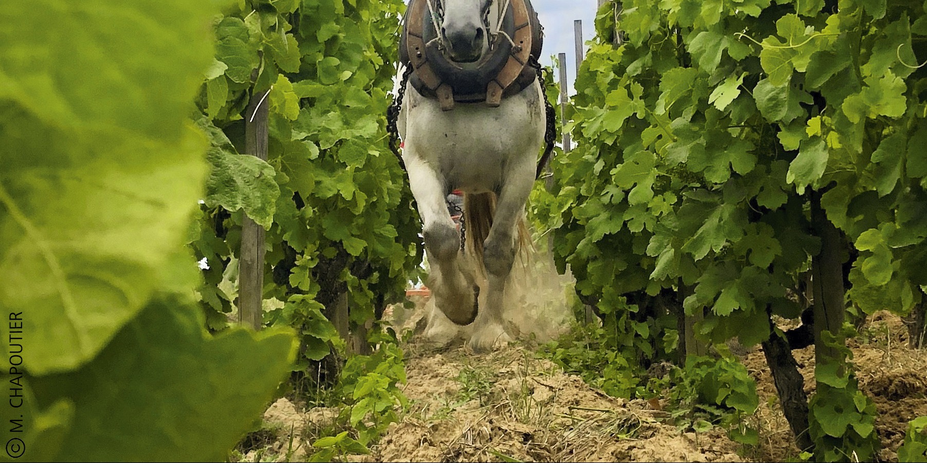 Cheval travail du sol