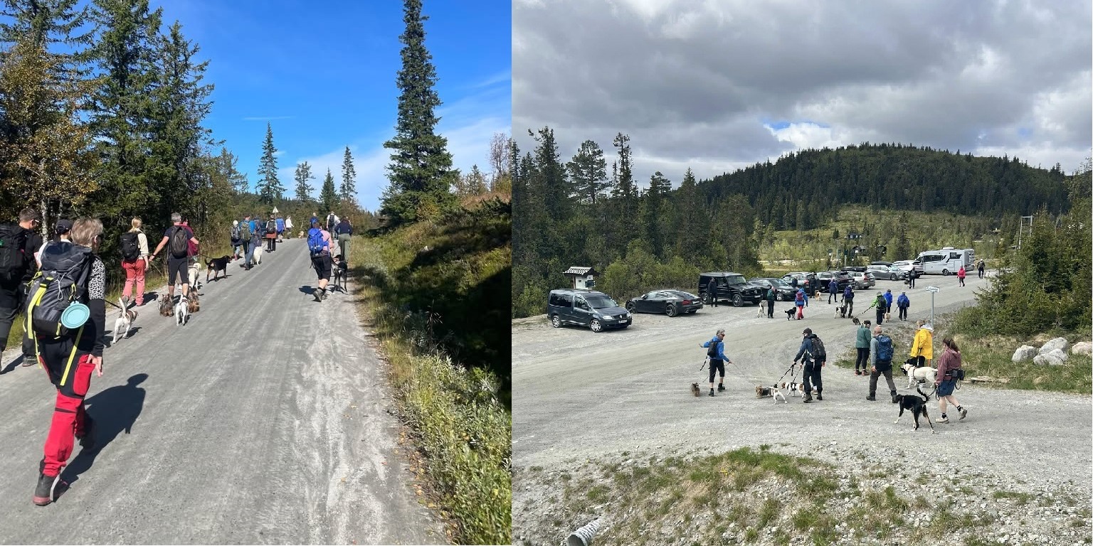 Dogwalk på Vegglifjell